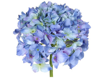 Гортензія блакитна преміум, 54см