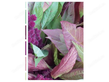 Фотоальбом EVG Foliage, 10x15x200, 6900067920973