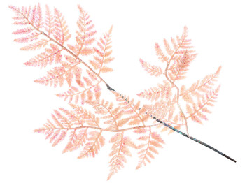 Декоративная ветка Папоротник на 3 листа, 76см, цвет - розовый персик