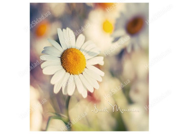 Фотоальбом Ufo Camomile, 10x15x200, 6900069054287