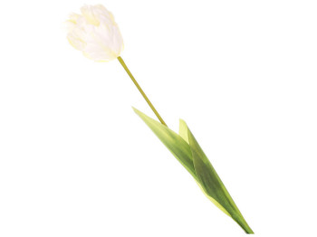 Тюльпан декоративный (бутон), цвет белый, 70см
