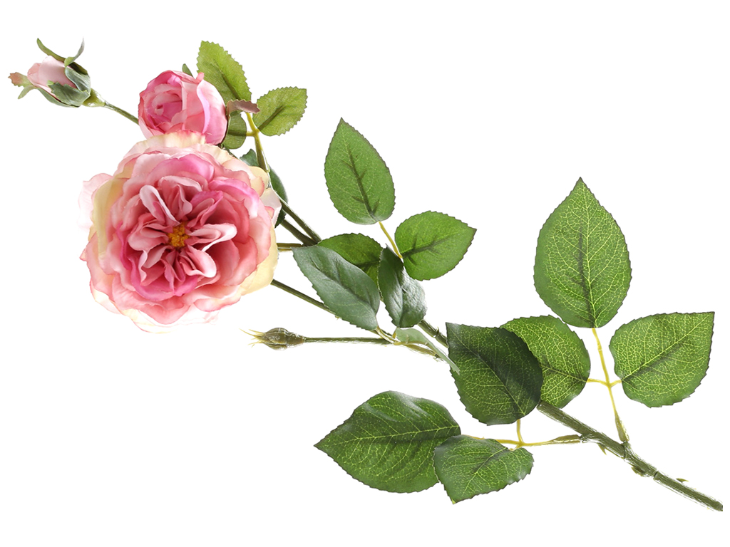 Английская роза с бутоном на ноге, 58см, цвет – розовато-желтый